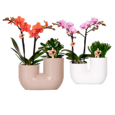 Phalenopsis arrangement in sierpot